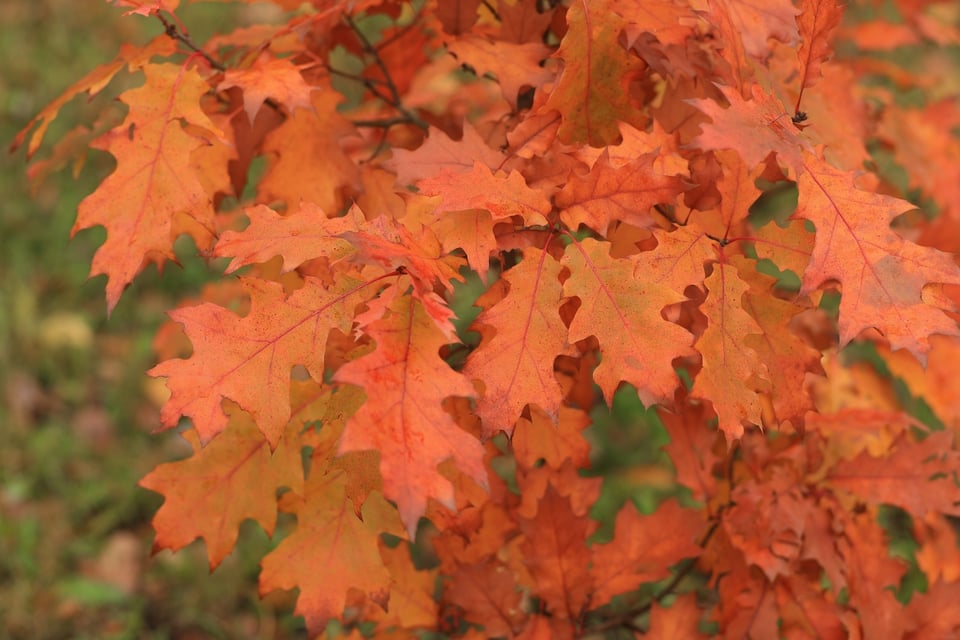 Hojas secas, otoño, equinoccio de otoño, MundoNow