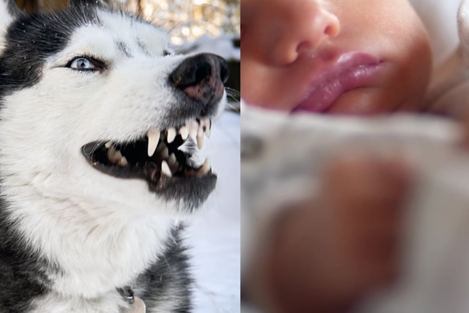 Bebé de 6 semanas muere tras ser atacado por un perro en su cuna
