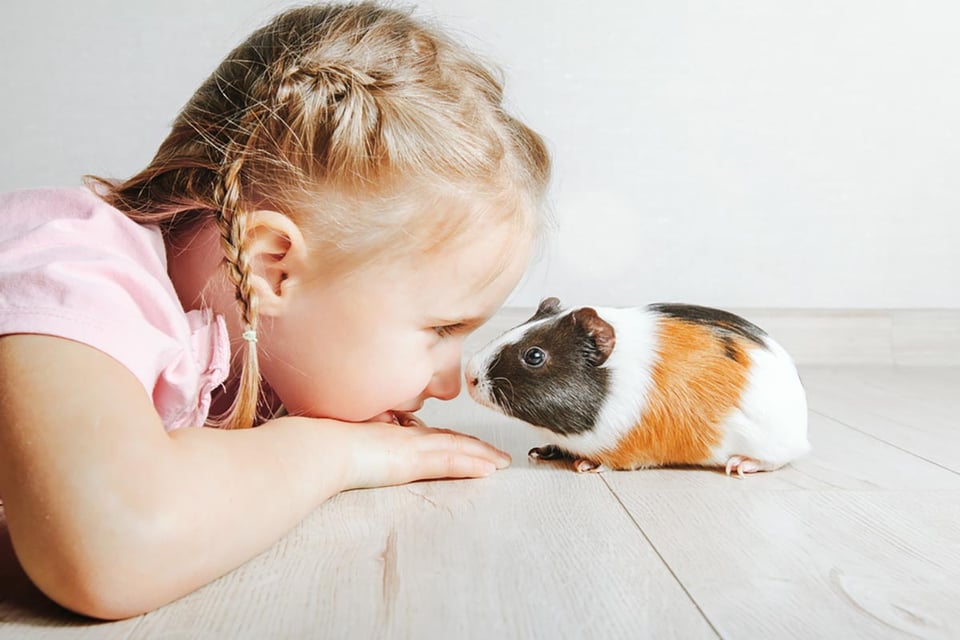 girl, guinea pig, home, pets, MundoNOW