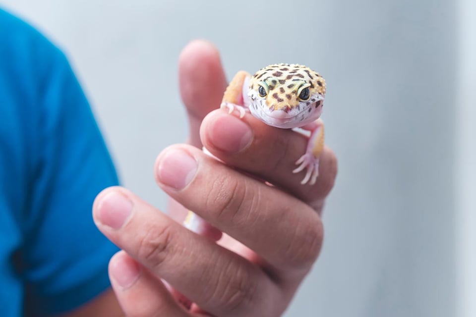 pets for kids, leopard gecko, reptile, MundoNOW
