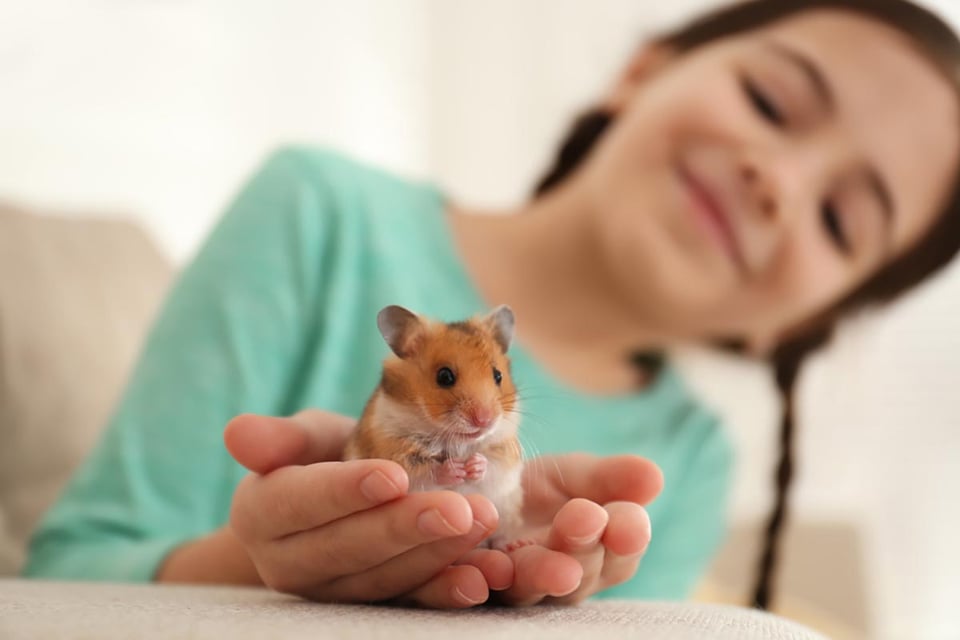 girl, hamster, hands, home, pets for kids