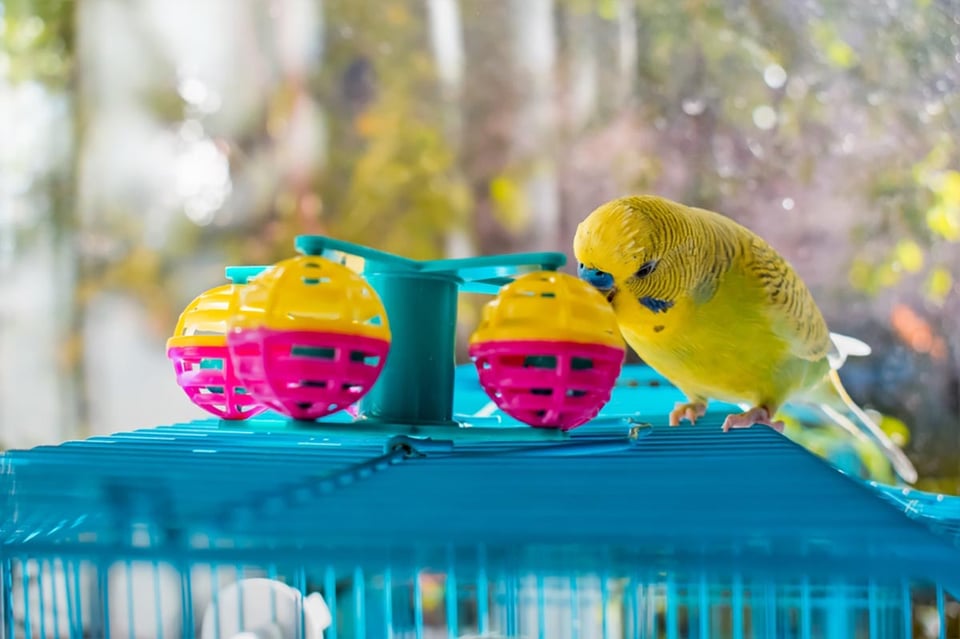 pets for kids, budgerigar, budgie, bird, cage