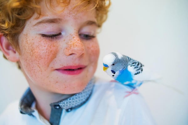 Mascotas sencillas de cuidar que a tus hijos les encantarán