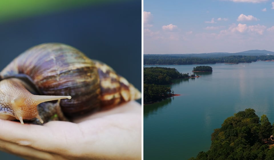Giant snails invade Lake Lanier in Georgia