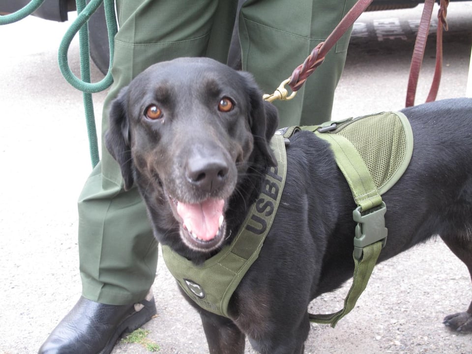 Perro policial delata a narco que traía drogas oculta featured image