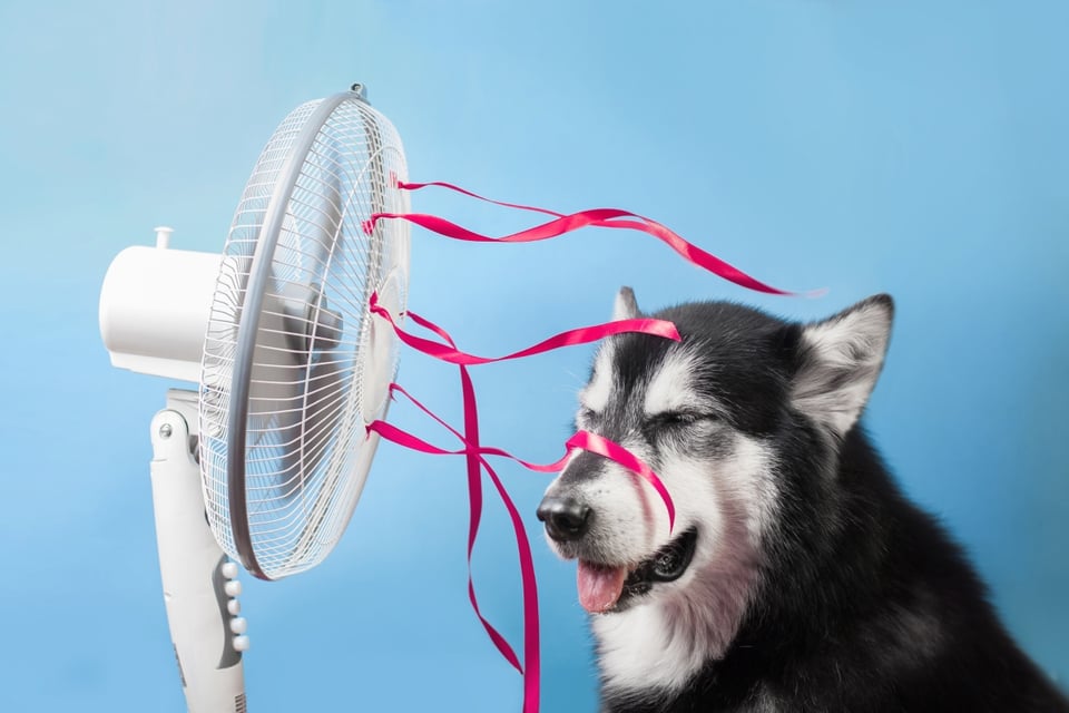 Ola de calor, Temperaturas récord, Clima extremo, MundoNOW