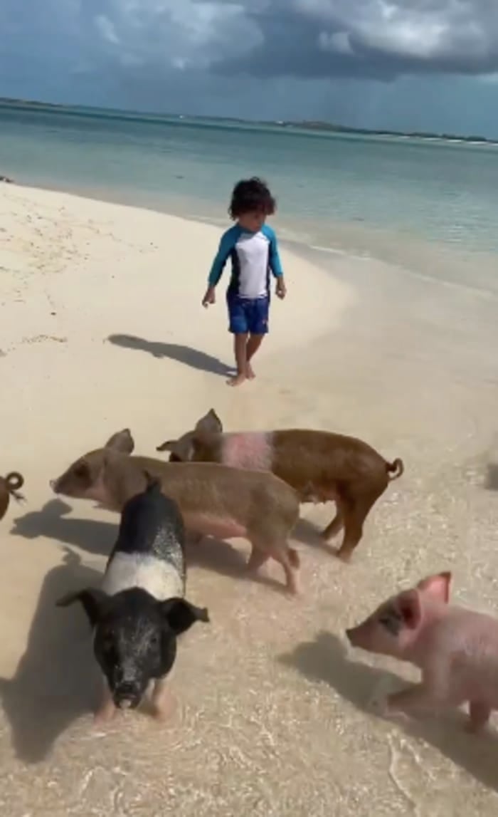 Island of pigs