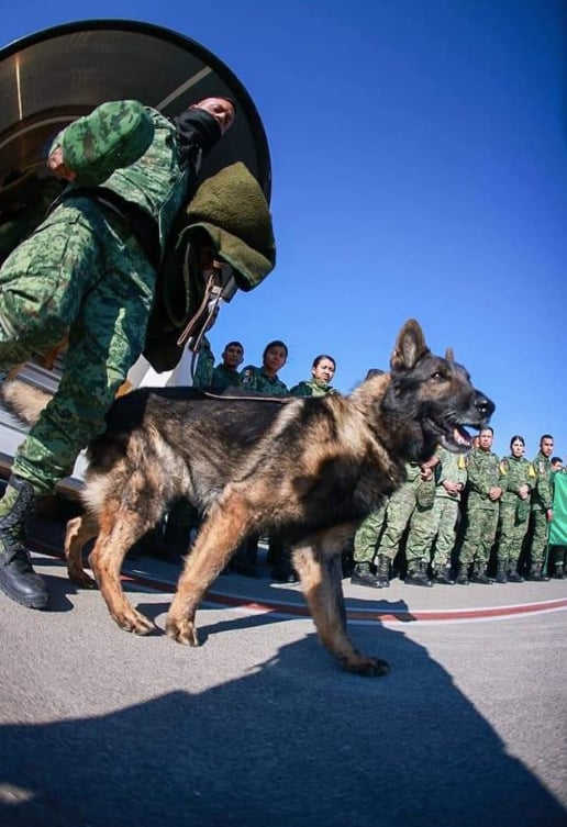 Derrumbe acaba con agente canino de SEDENA