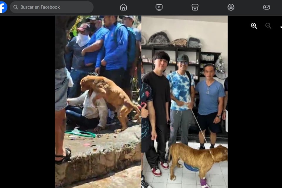 Culpables, Familia, Adopción, Mascota, Desafíos