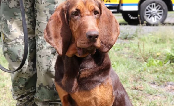 La perrita de la Marina que localizó a Caro Quintero