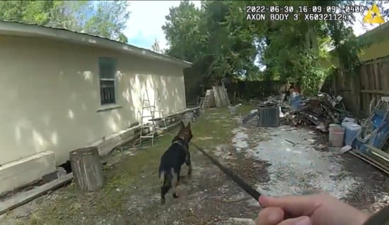 caninos, smyrna, florida, hombres, escape