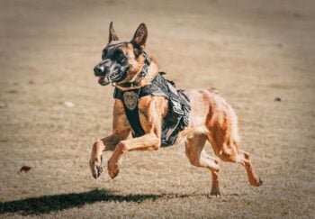 Crónica Muere policía patrulla