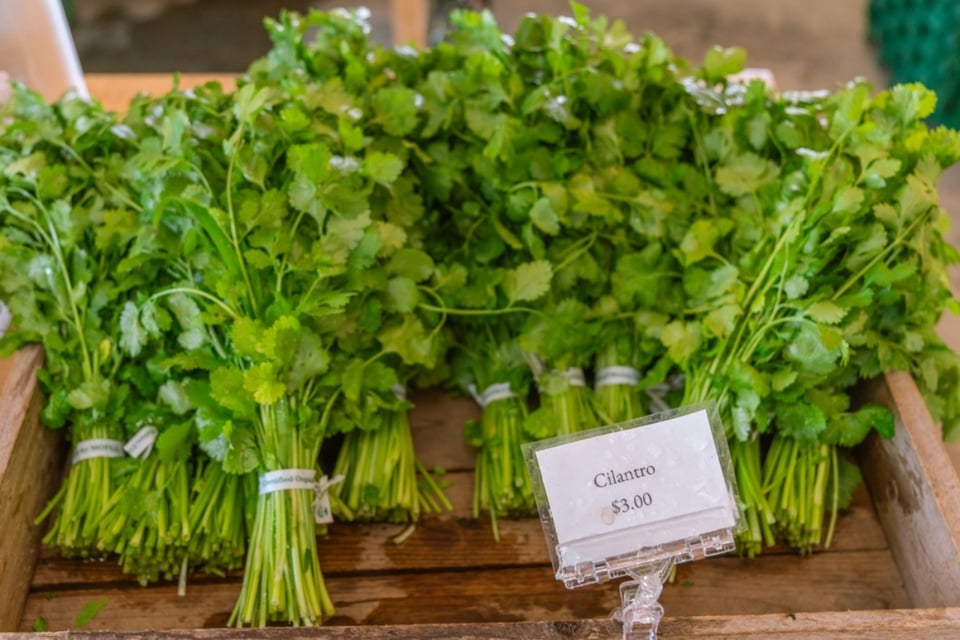 Inflación, Crisis, Impacto, Economía, Precio del cilantro se eleva