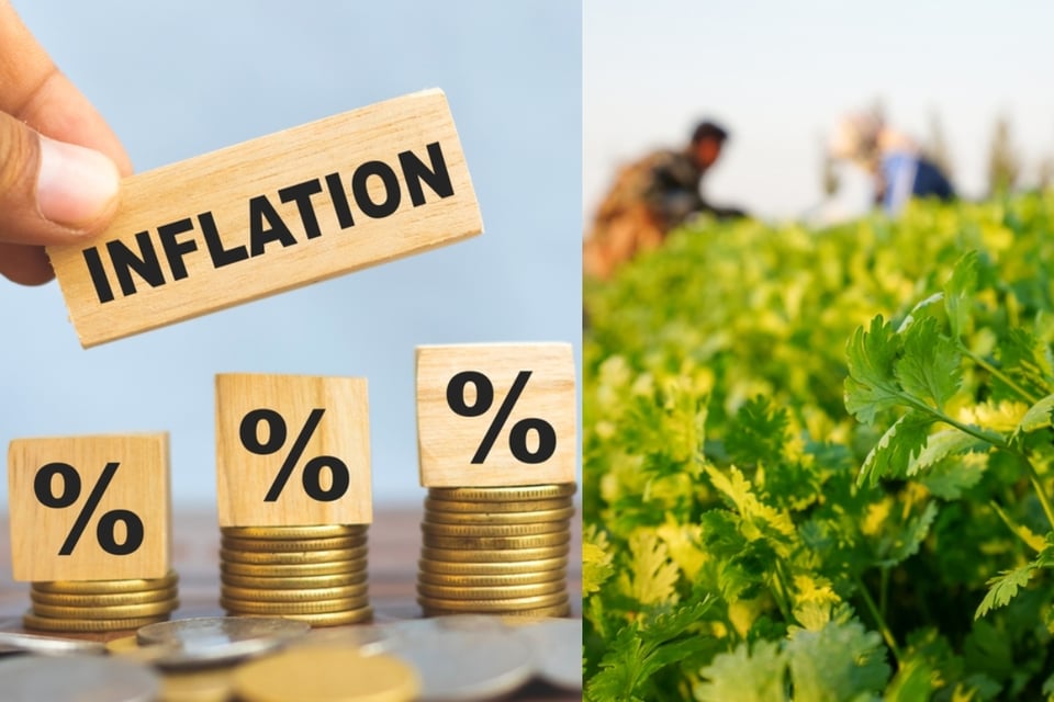 Precio del cilantro se eleva hasta un 400% en México afectando a taquerías