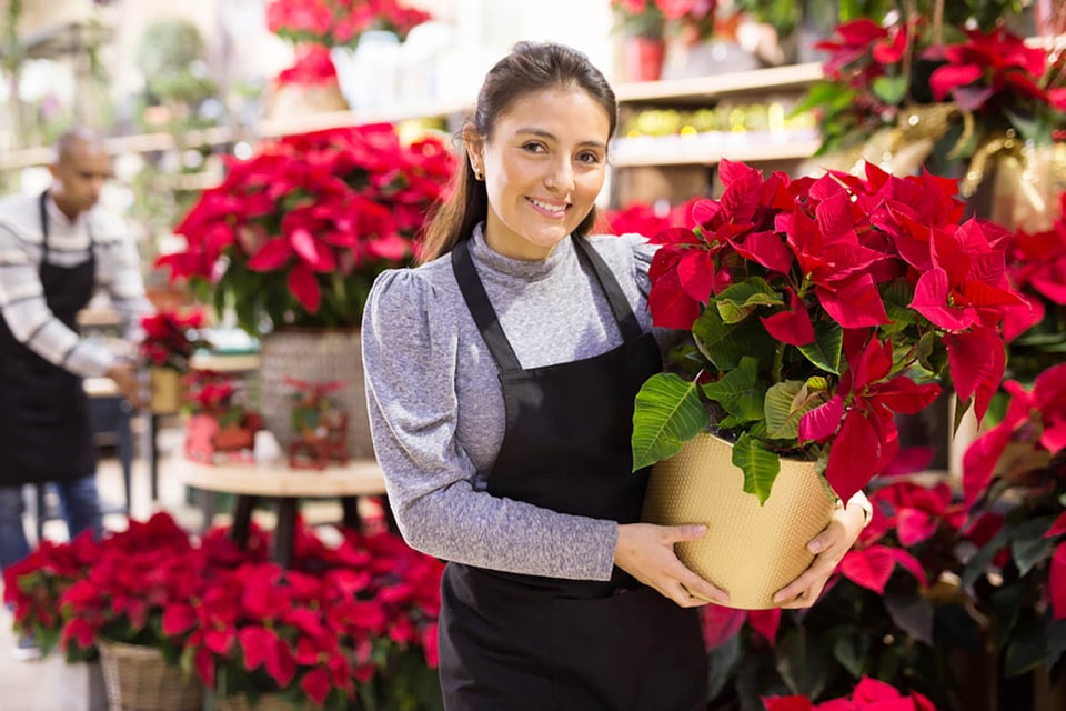 flower shop, plants, Poinsettias, Christmas, MundoNOW