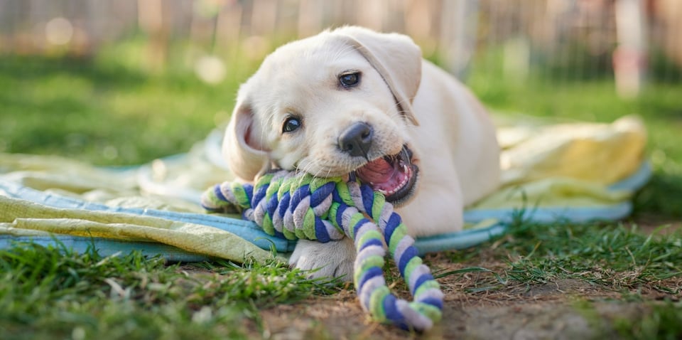dog, Labrador, puppy, dog playing, MundoNOW