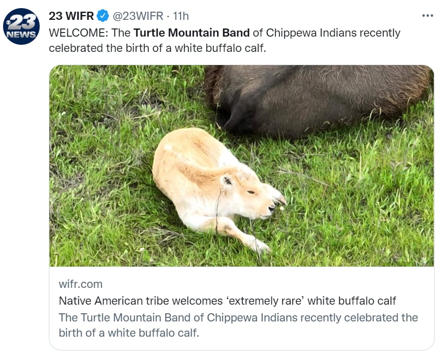 white buffalo