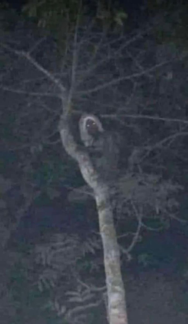 Users affirm that a demon is observed in the strange photo published by AMLO