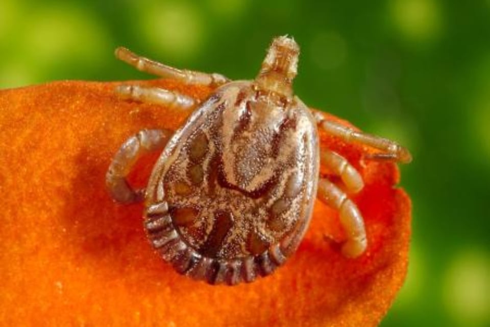 picadura, piel, CDC, NIH, Estados Unidos, MundoNow