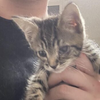 Crónica Pareja hispanos gatito
