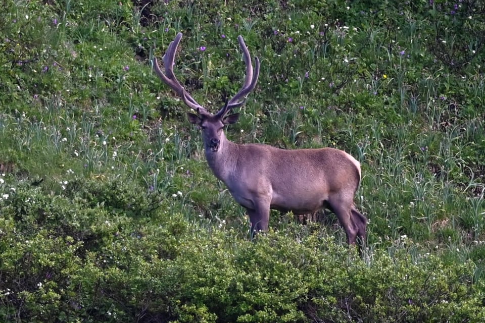 Curiousity: Deer enters Walmart and is subdued by a worker