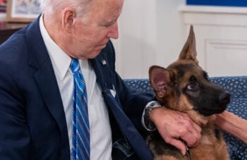EL PERRO DEL PRESIDENTE BIDEN ATACÓ A SERVICIO SECRETO