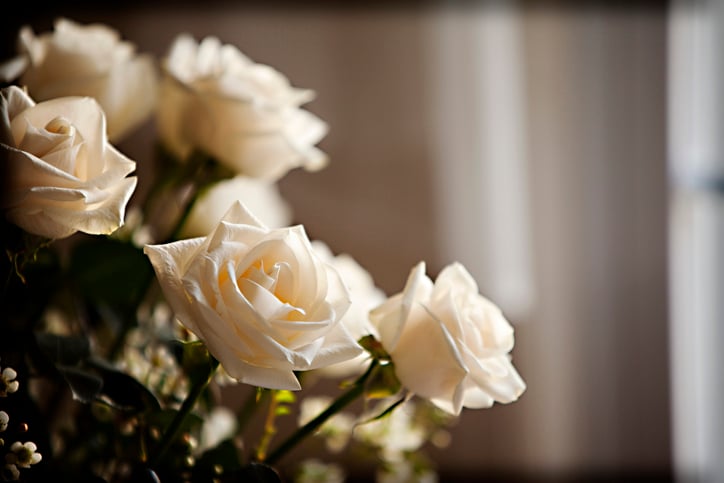 rosas blancas, significado de las flores, jarrón, San Valentín, MundowNOW