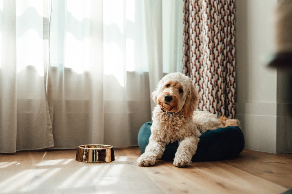 ¿Cómo puedes consentir a tu mascota?