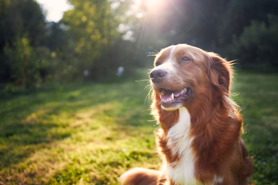 El día Nacional del Perro, un día para conmemorar