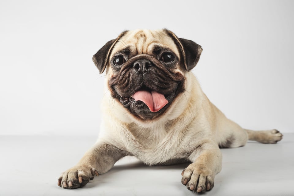 Así surgió el día que reconoce a los amigos de cuatro patas