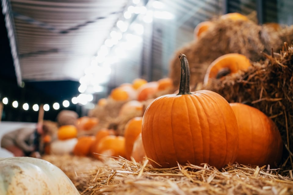 Halloween cold rainy night: Will there also be a white Christmas?