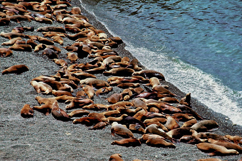 Emiten alerta en playas de California por cientos de leones marinos enfermos