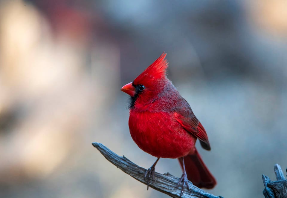 cardinal, song bird, branch, spring