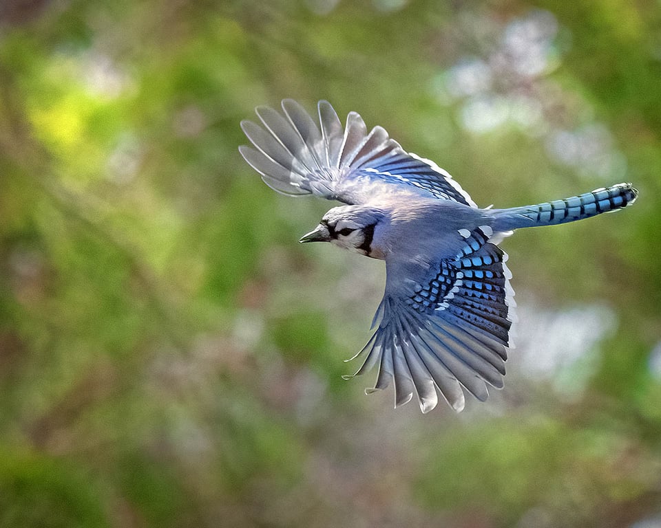 bird watching, beginners, bluebird, spring, MundoNOW