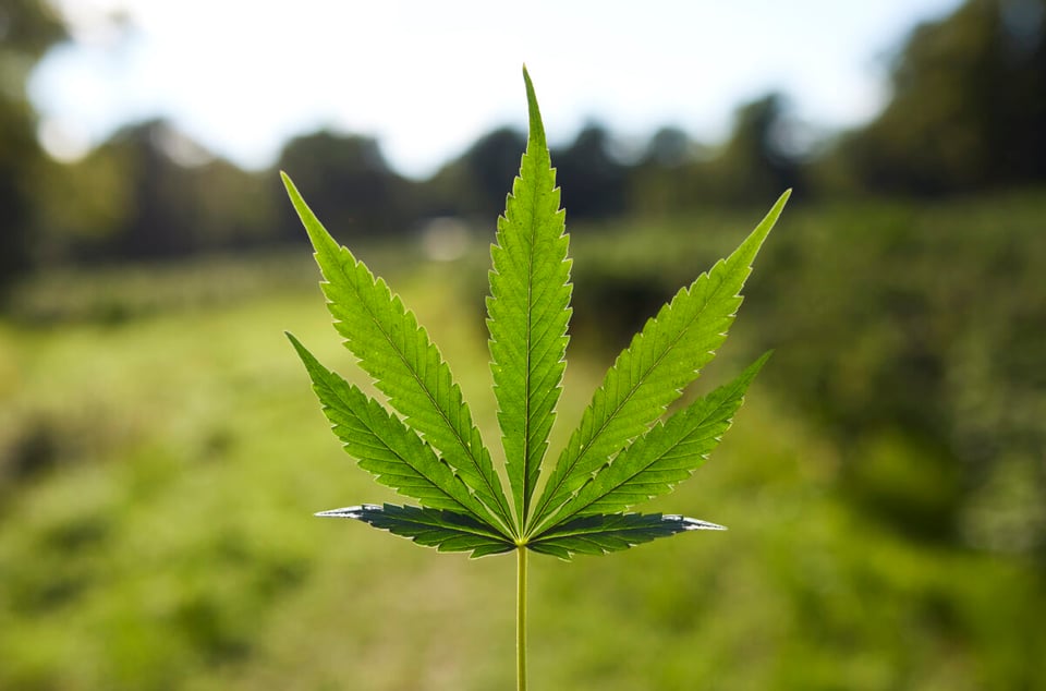 aumento del consumo, eonline, ojos de mujer, mundonow, exposición a la marihuana