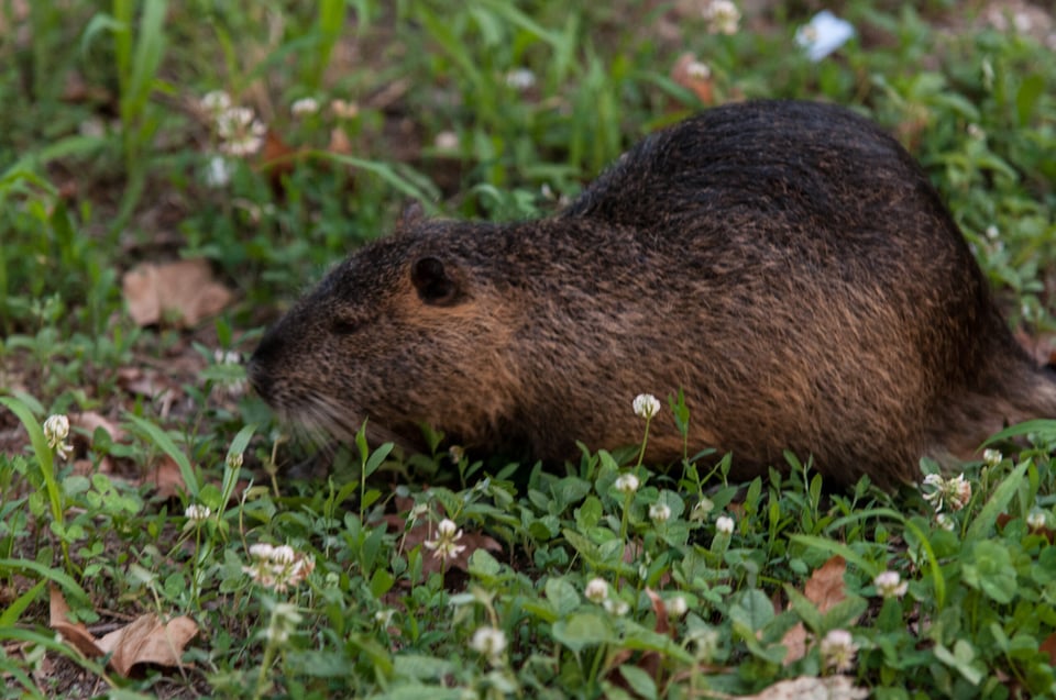 Rabid beaver bites Georgia girl and her father takes extreme measures to protect her