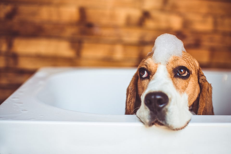 ¿Cuándo es el Día Nacional del Perro?