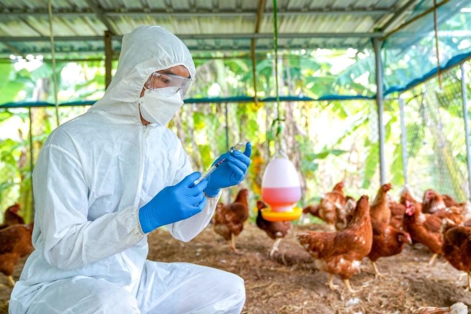animals, risk, patient, recovery, MundoNOW, treatment, virus, outbreak, livestock, MundoNOW, bird flu infection without animal contact