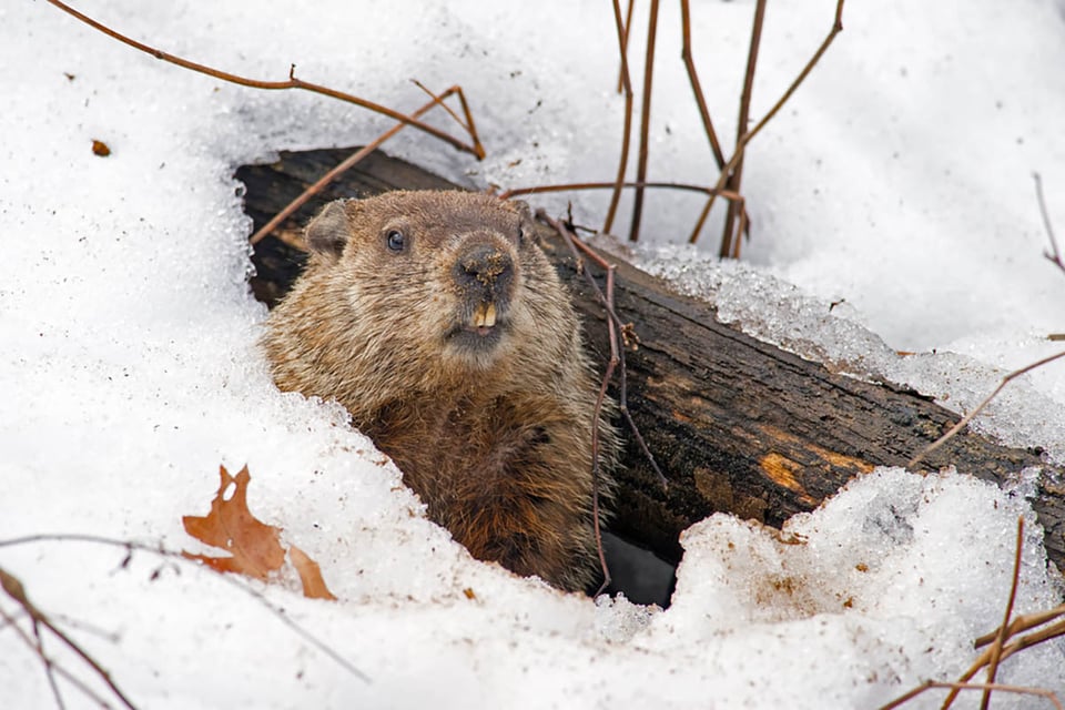 La verdadera historia del Día de la Marmota featured image