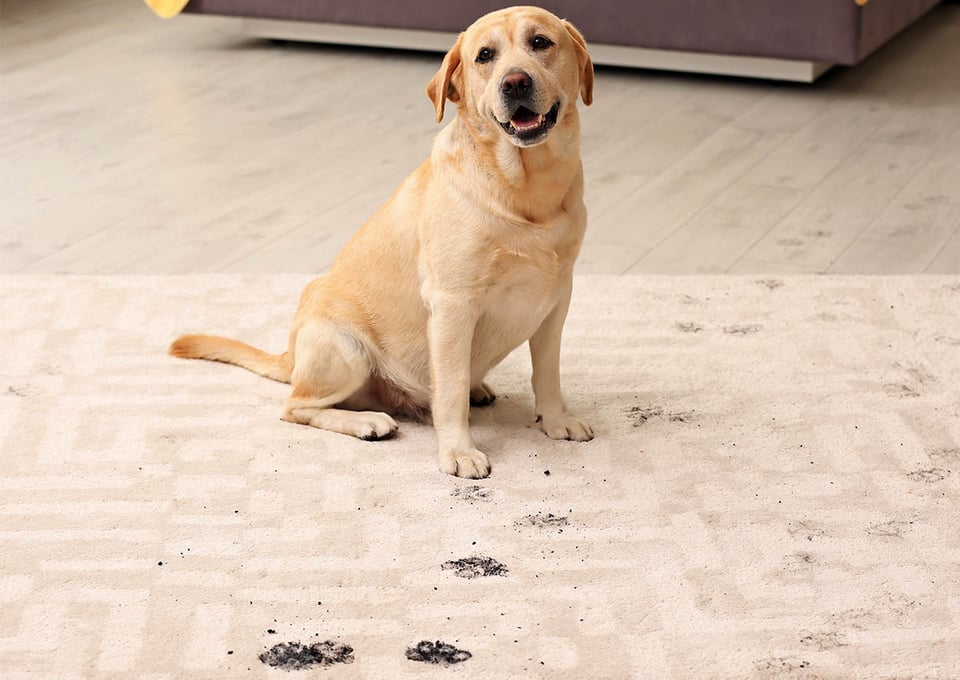 neutralize pee, get rid of pee smell, pet pee, dog, carpet