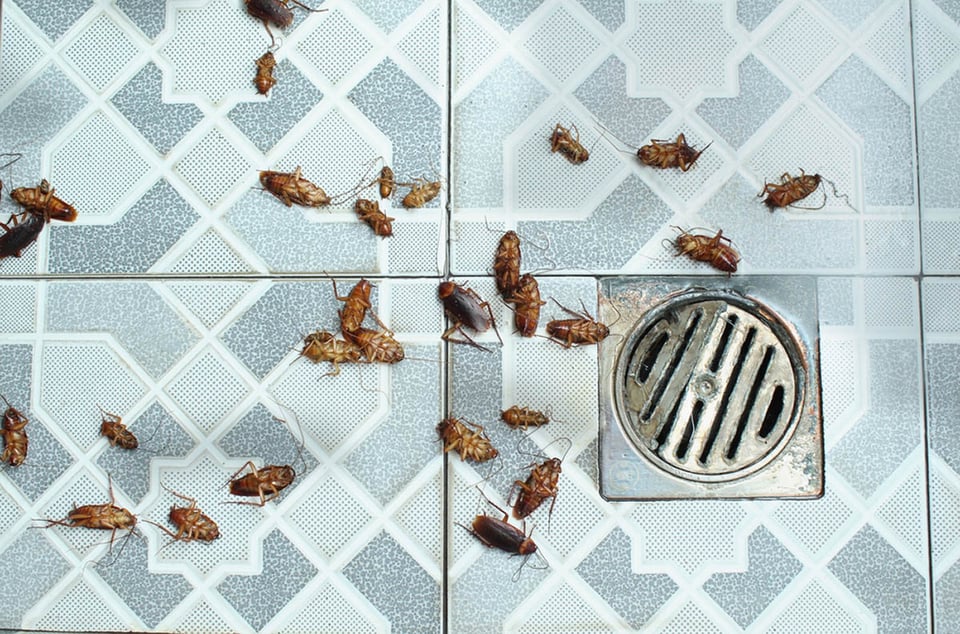 desagüe, baño, insectos muertos, azulejos, MundoNOW
