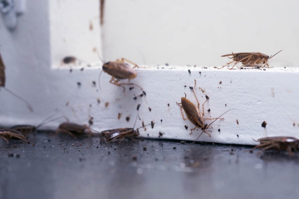control de plagas, cómo matar cucarachas, sucio, insectos, MundoNOW