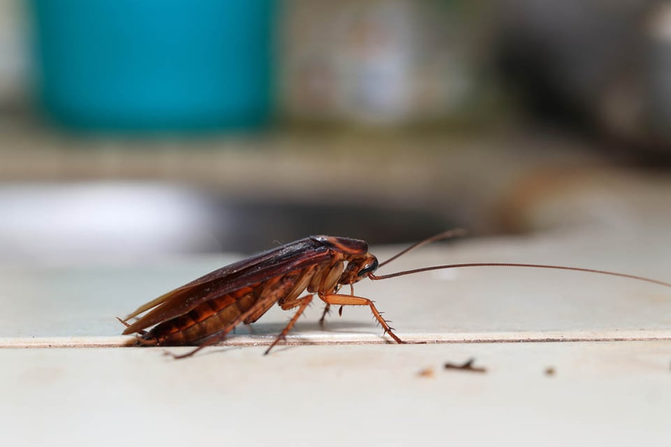 insecto moribundo, arrastrándose, asqueroso, repulsivo, sucio
