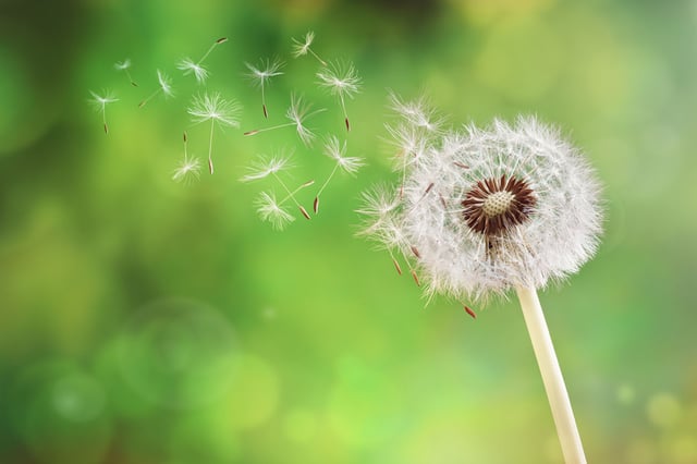 How to relieve allergies: Top 5 natural remedies to alleviate symptoms
