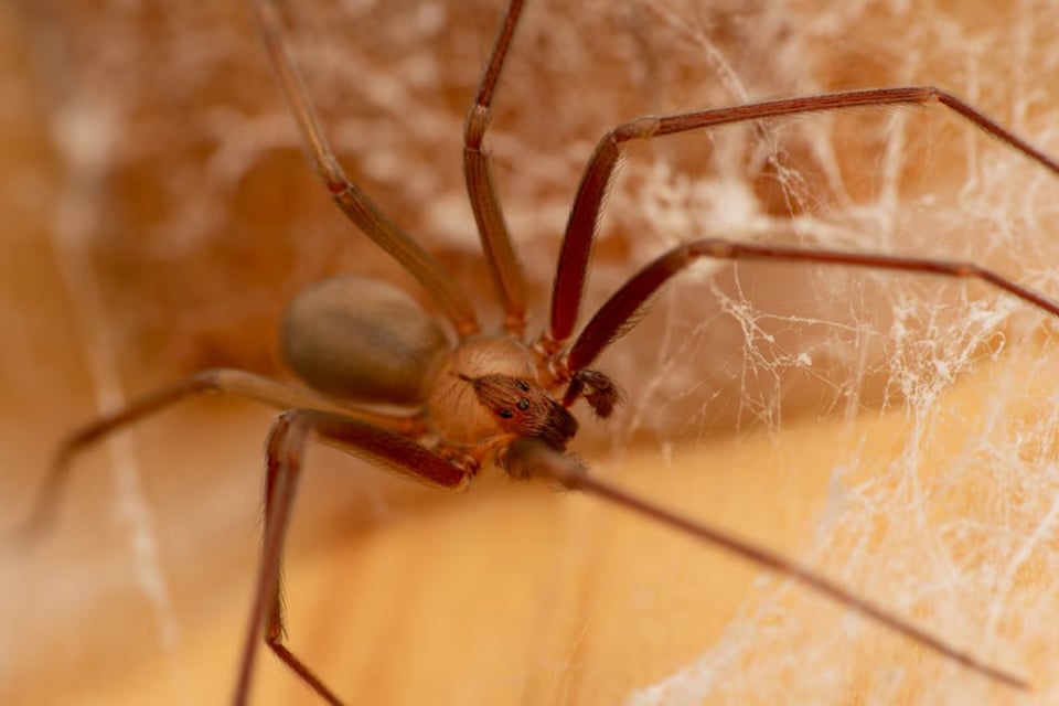 Niño hispano casi muere por picadura de araña