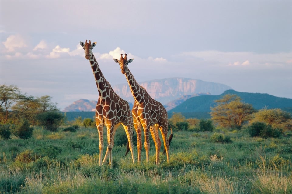 Baby tragically killed in giraffe attack, mother is paralyzed
