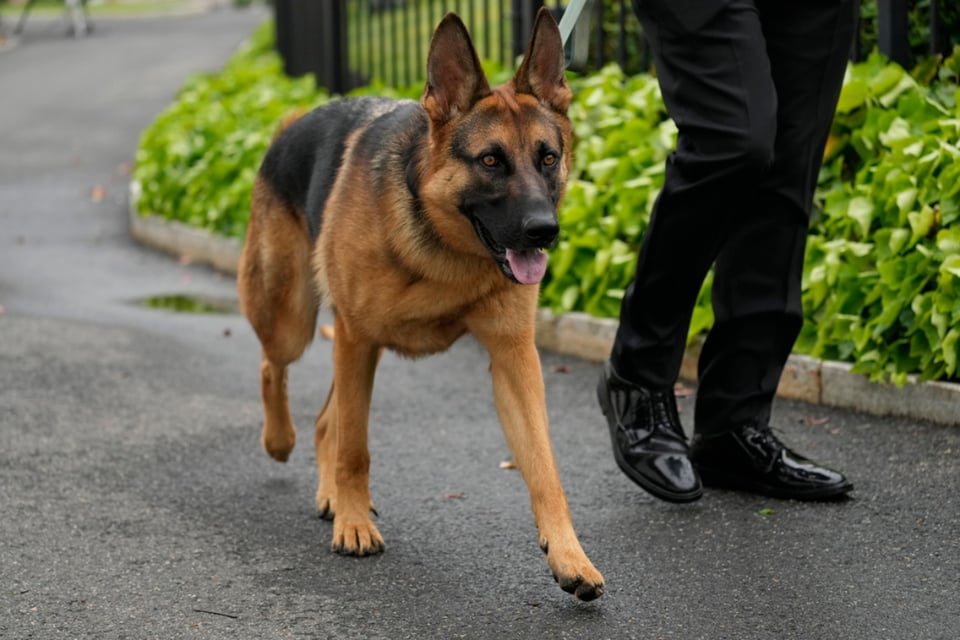Expulsan a Commander el perro de Biden, Casa Blanca, Incidentes, Mordeduras, Seguridad
