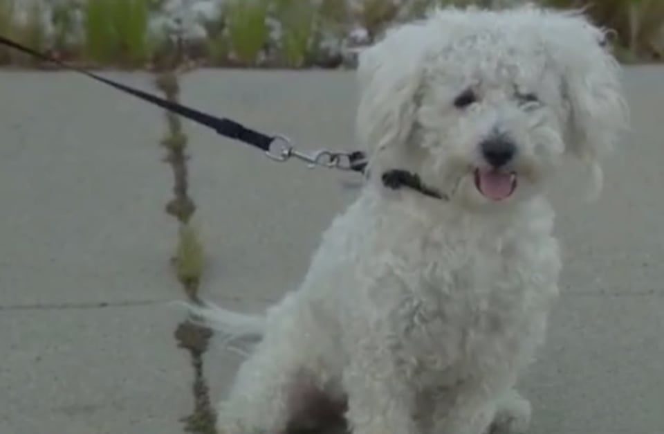 Marcos Sandoval went for a walk with his puppy Toro