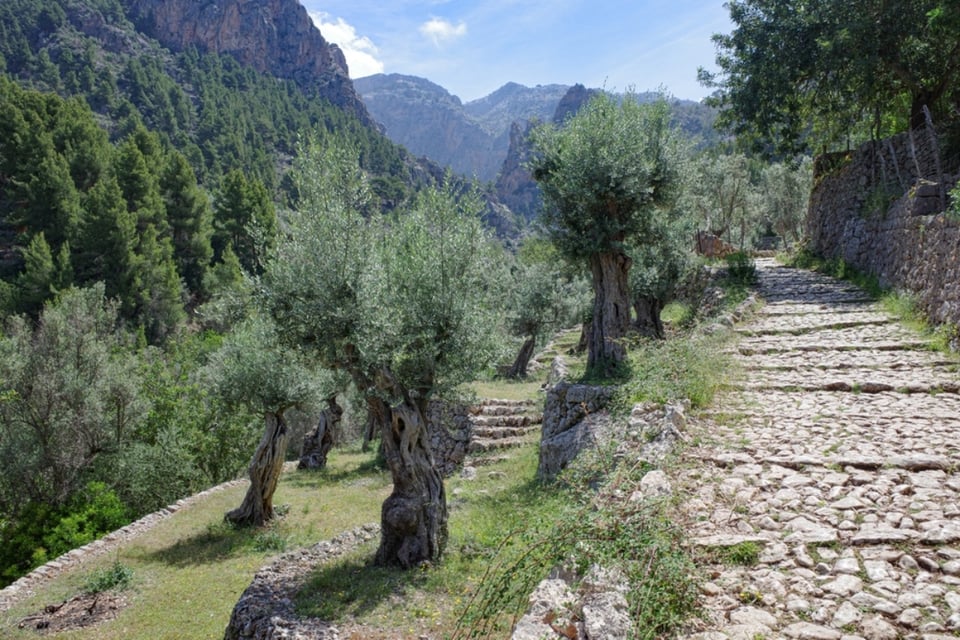Arenas del Rey, Club Nerja, trágico, pérdida, Club Trops Cuevas