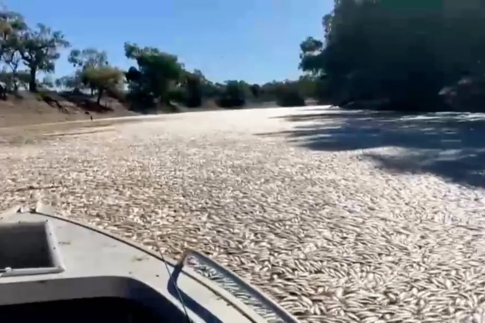 Aparecen peces muertos en río: Millones murieron